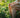 Traitement CBD arthrose soulagement naturel douleur